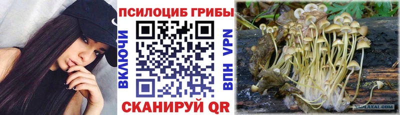 купить Медвежьегорск Галлюциногенные грибы Psilocybe